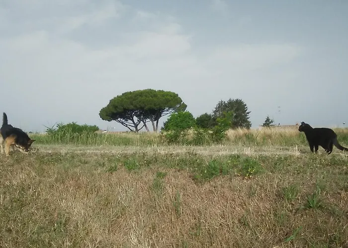 Mosaicasa * Alfonsine